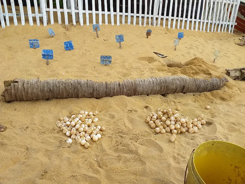 A part of the hatchery